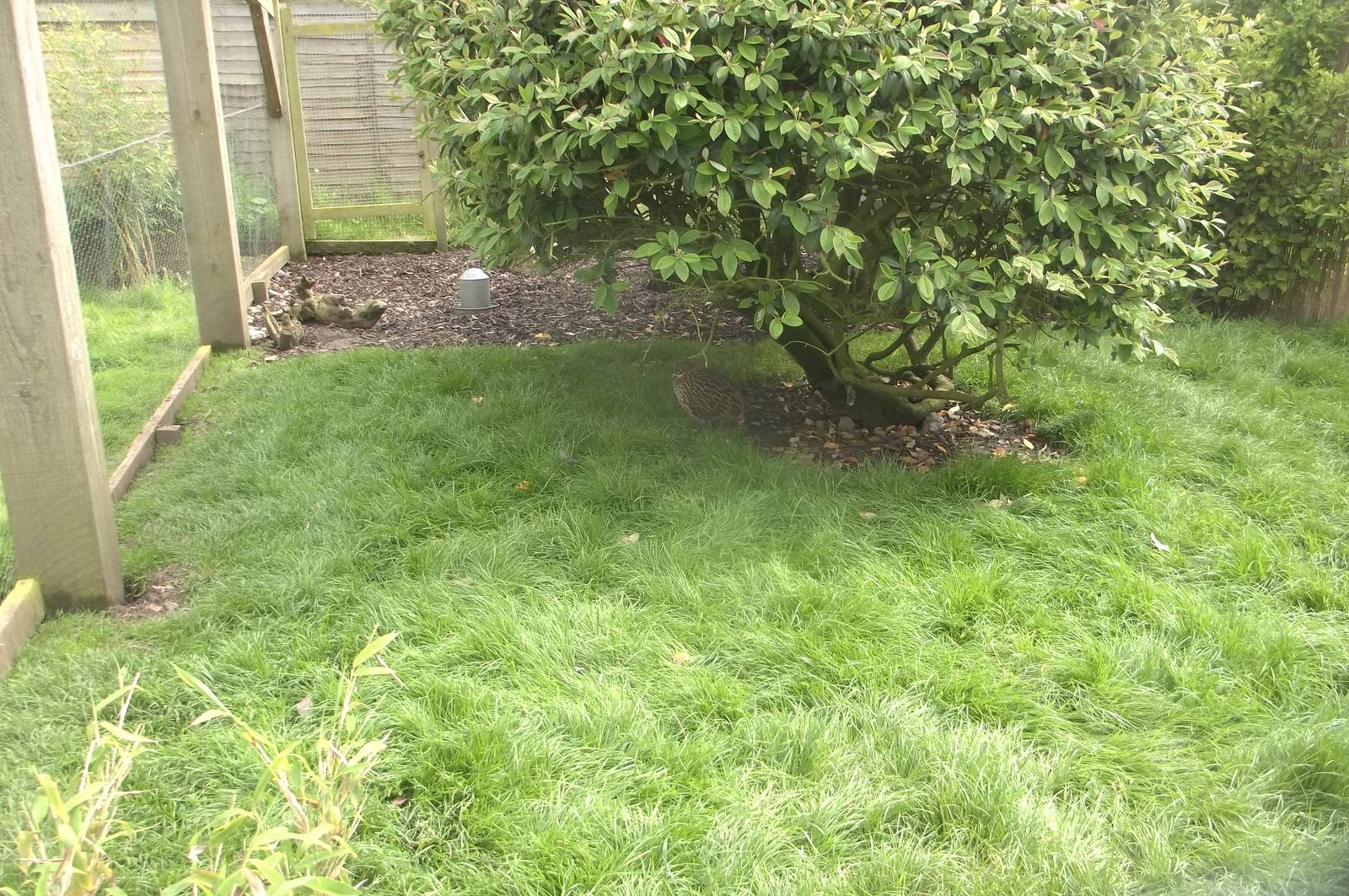 New turf in aviary for Himalayan Monals not excavated! 12th June 2016