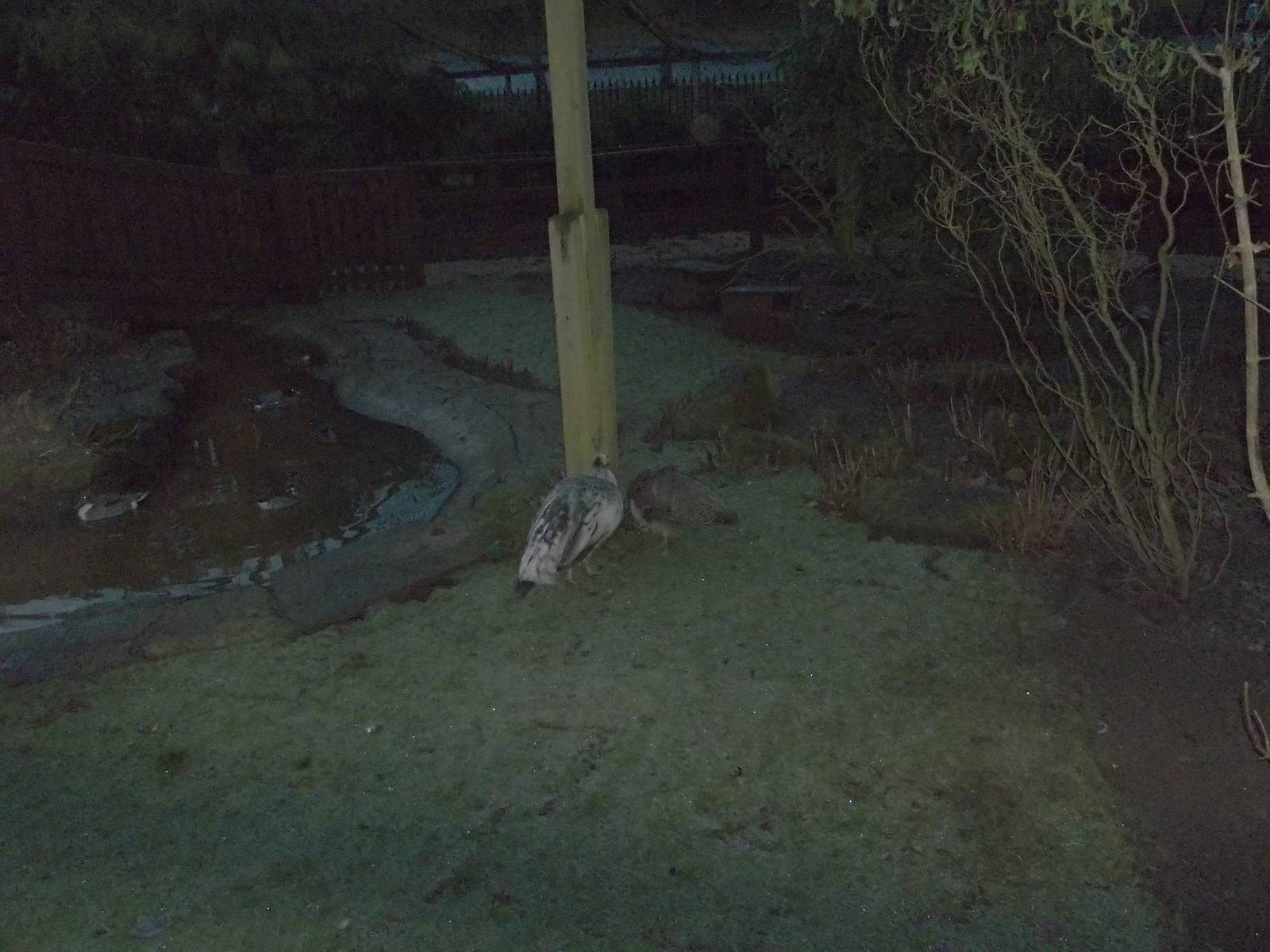 New turf in walk-through aviary, 13th December 2014