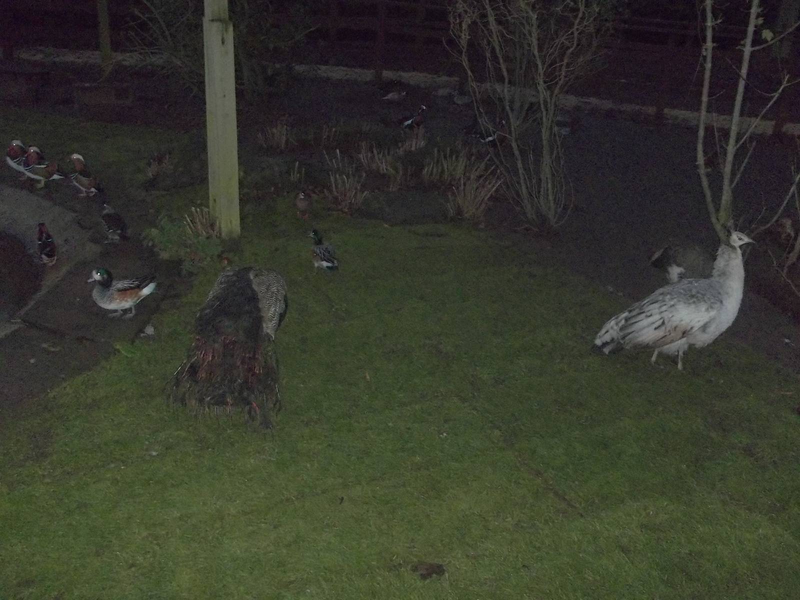 New turf in walk-through aviary, 14th December 2014