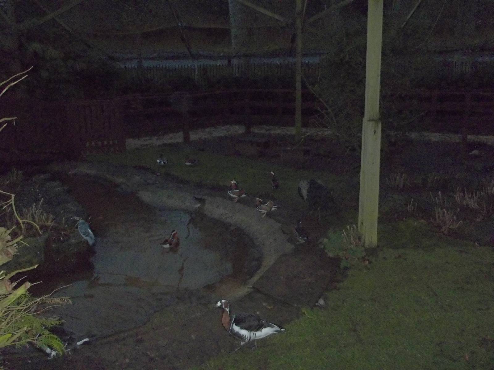 New turf in walk-through aviary, 14th December 2014