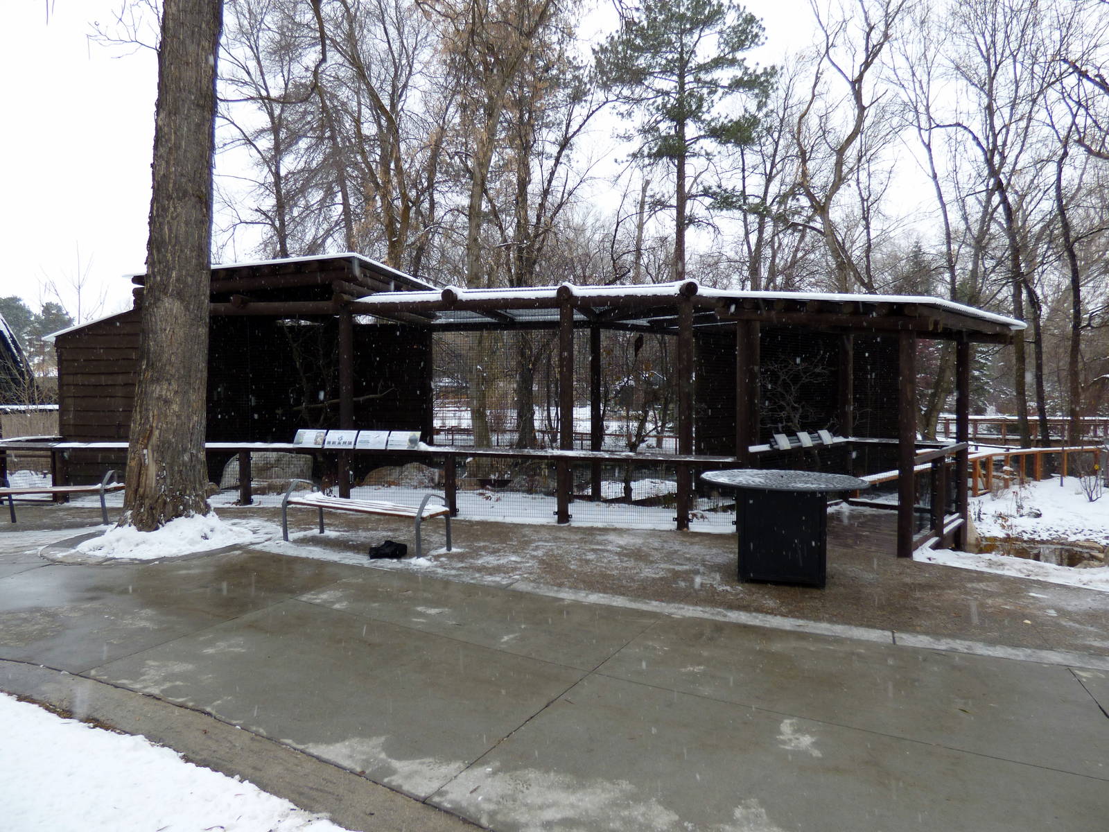 New Turkey Vulture/Hawk Exhibit
