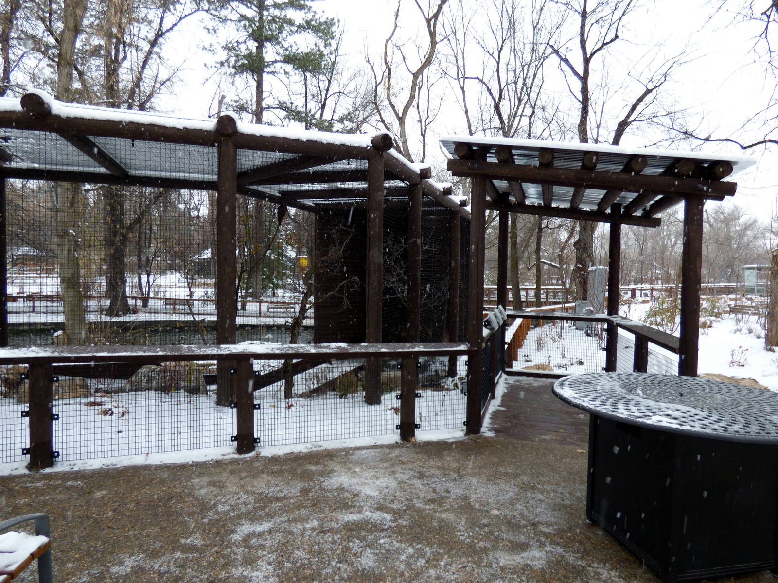 New Turkey Vulture/Hawk Exhibit
