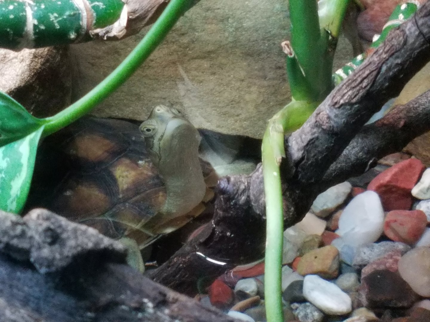 New Turtle Species ID?