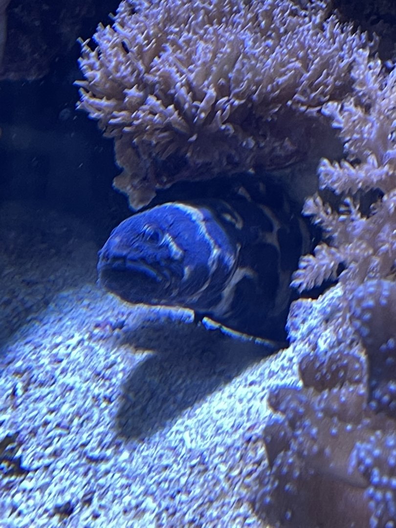 New unknown fish species