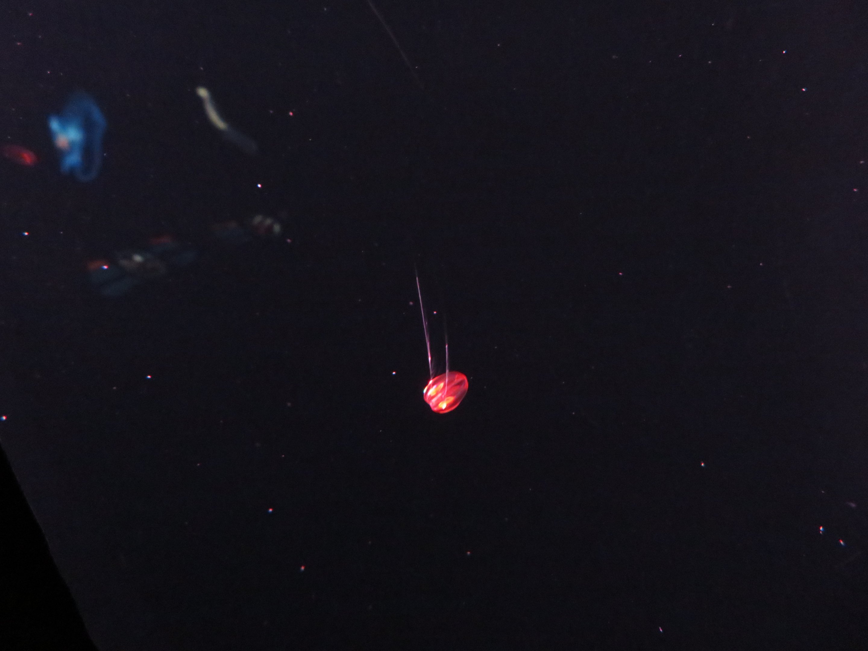 New Unnamed Jellyfish