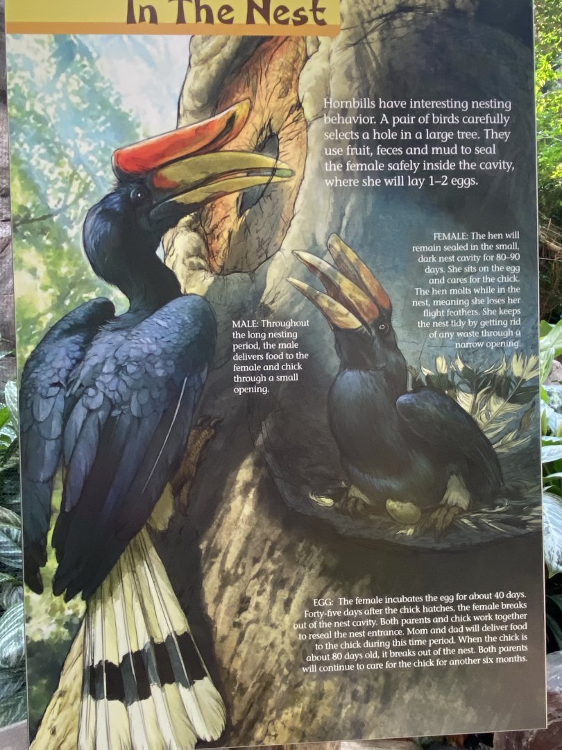 NEW! Updated Rhinoceros Hornbill Signage