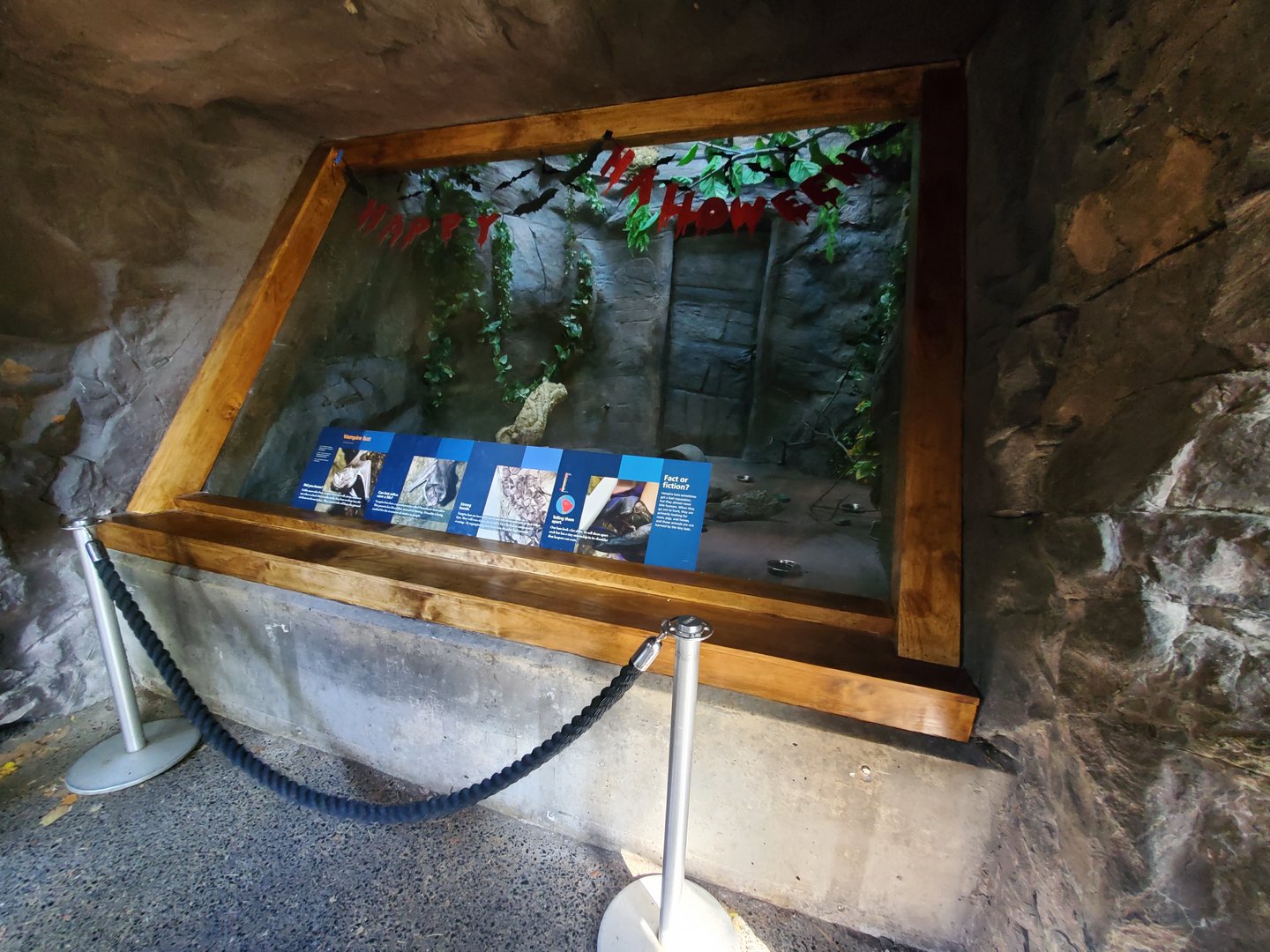 New Vampire Bat Exhibit - October 2023