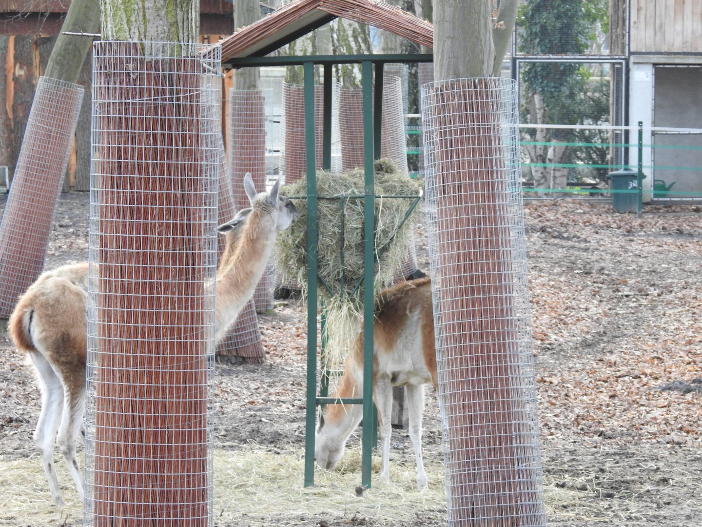 new vicunia exhibition