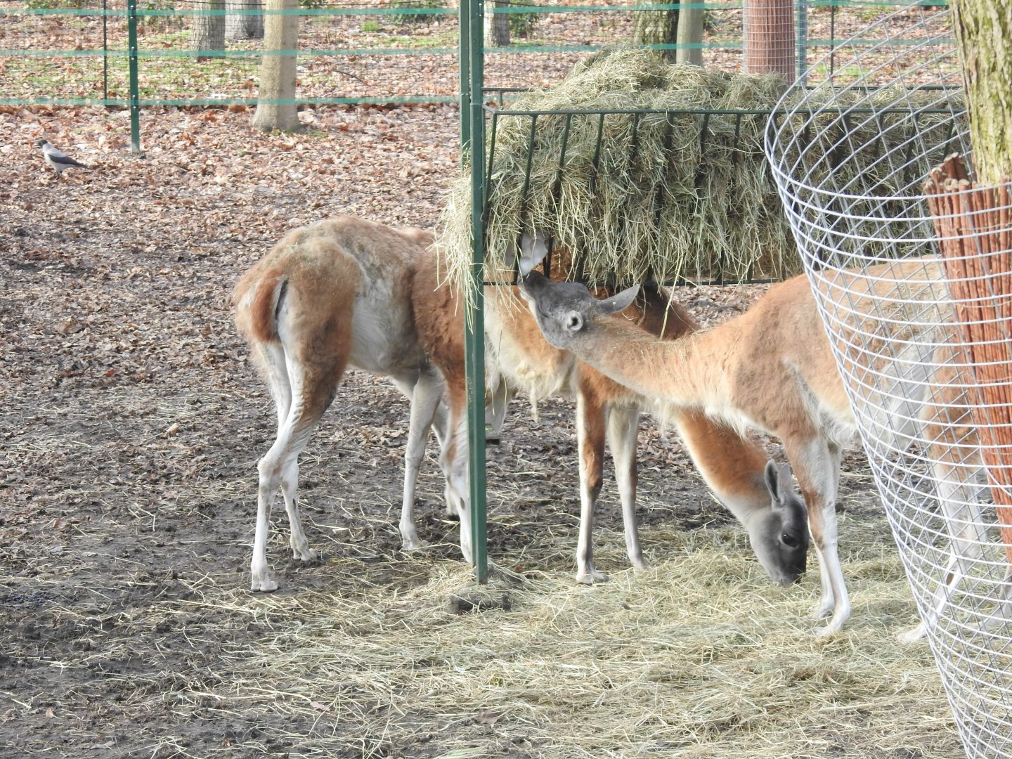 new vicunia exhibition