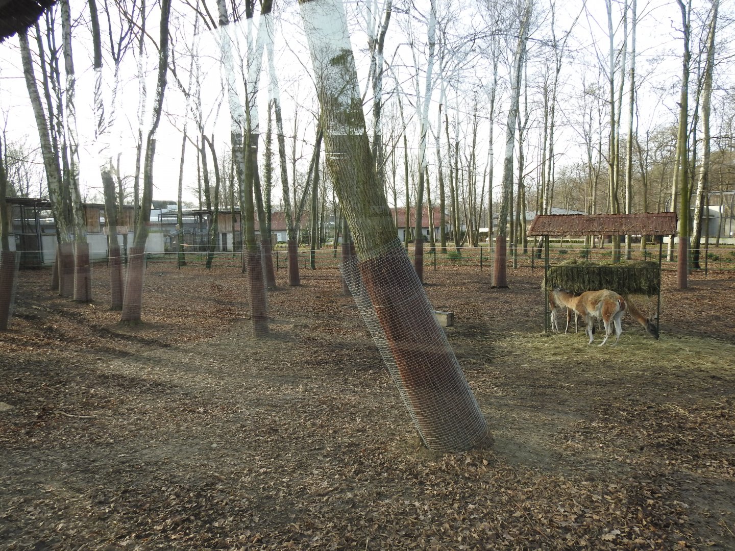 new vicunia exhibition