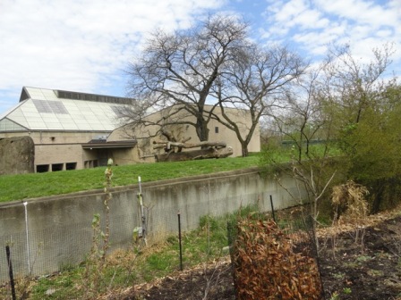 New View of Gorilla Exhibit From Animal Care Center Path