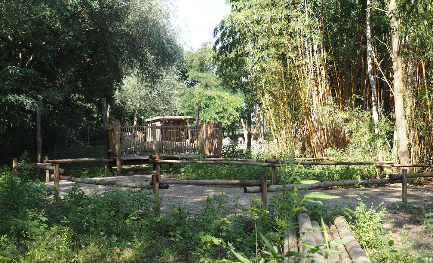 New viewing area for Mhorr gazelle and South African ostrich paddock, 2025-08-03