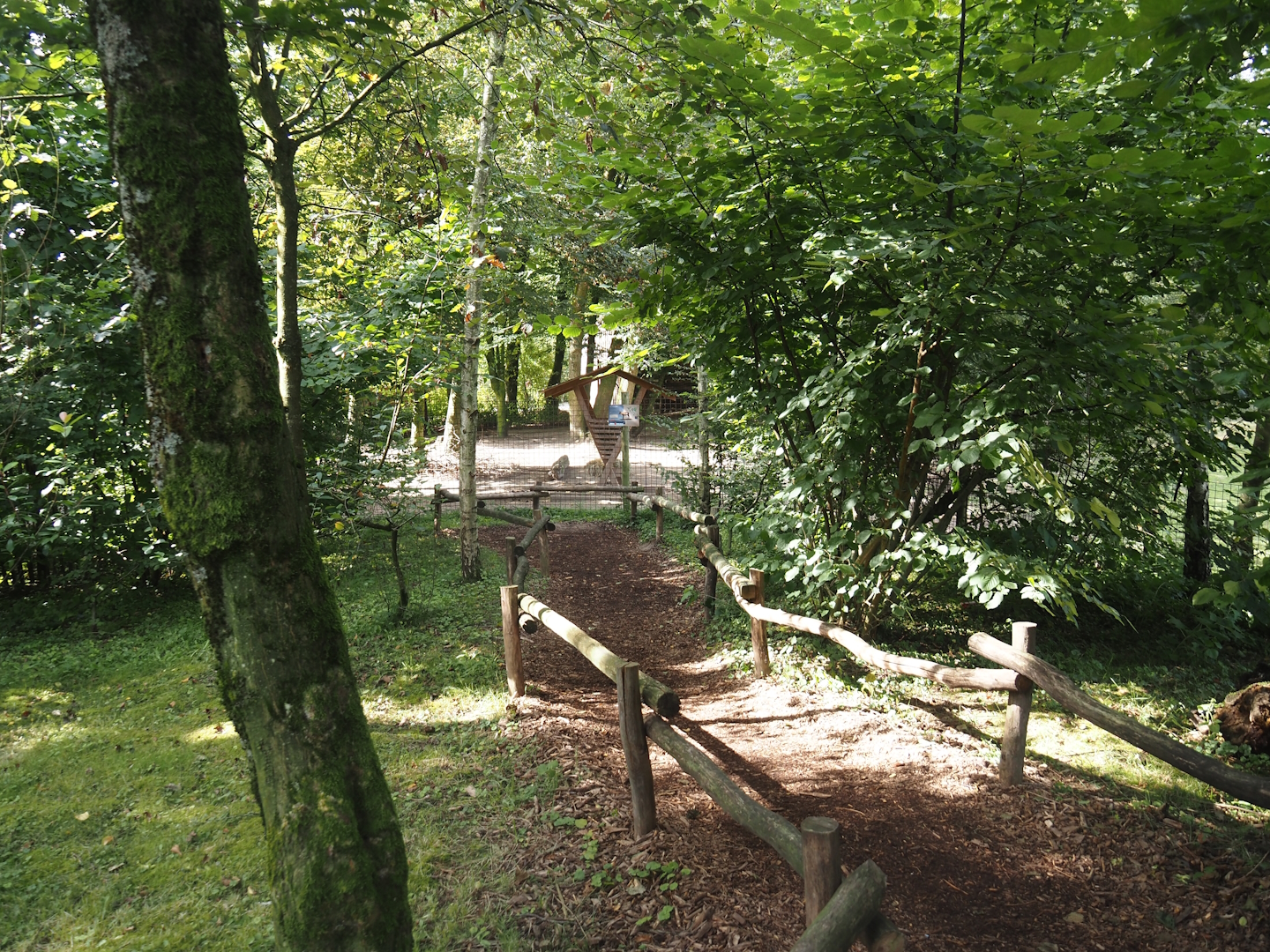 New viewing area for part of Eurasian forest reindeer paddock near holding area, 2024-08-21