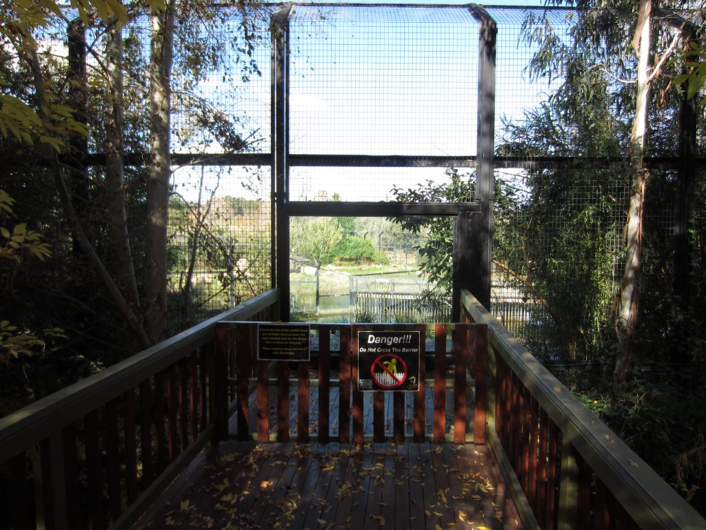 New viewing/feeding area for White Lions
