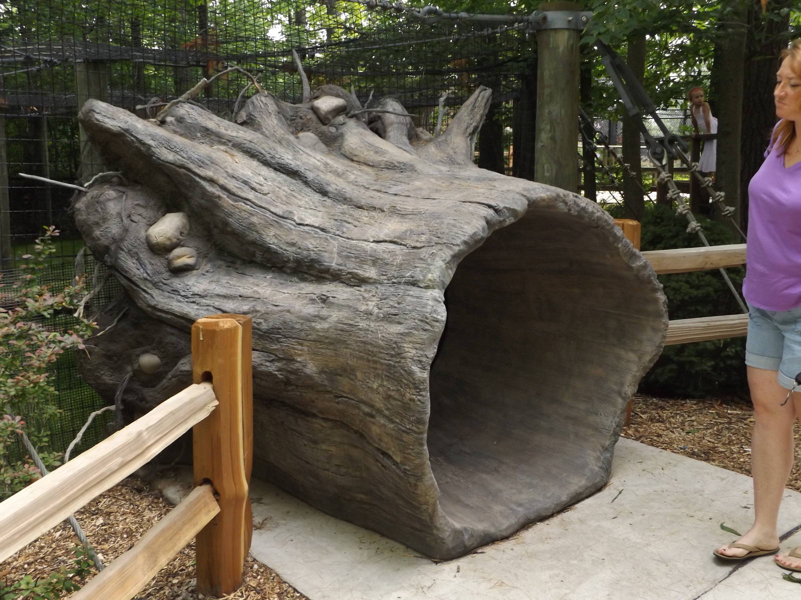 New Viewing Log - Cougar Exhibit