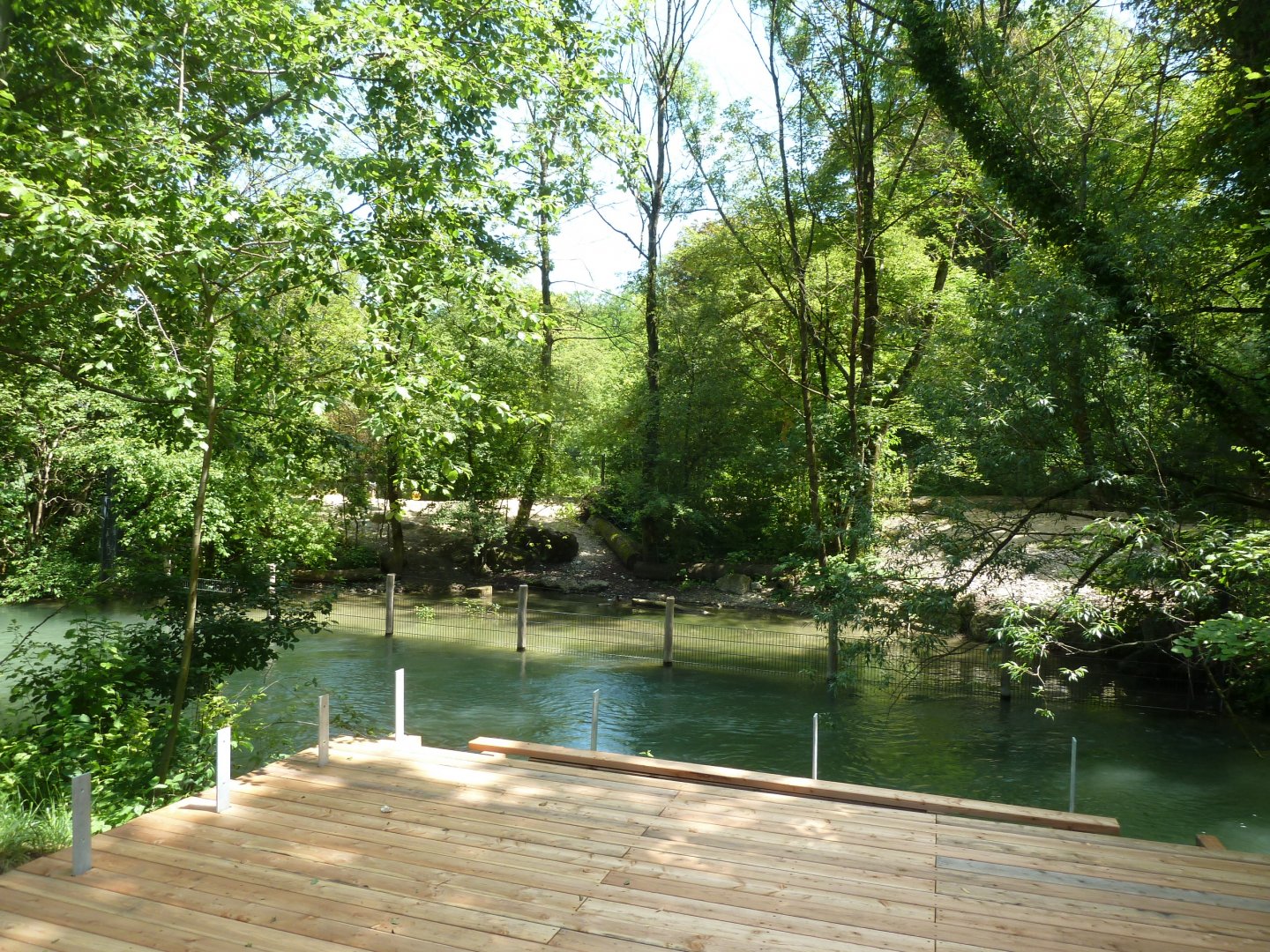 New viewing point on red river hog enclosure