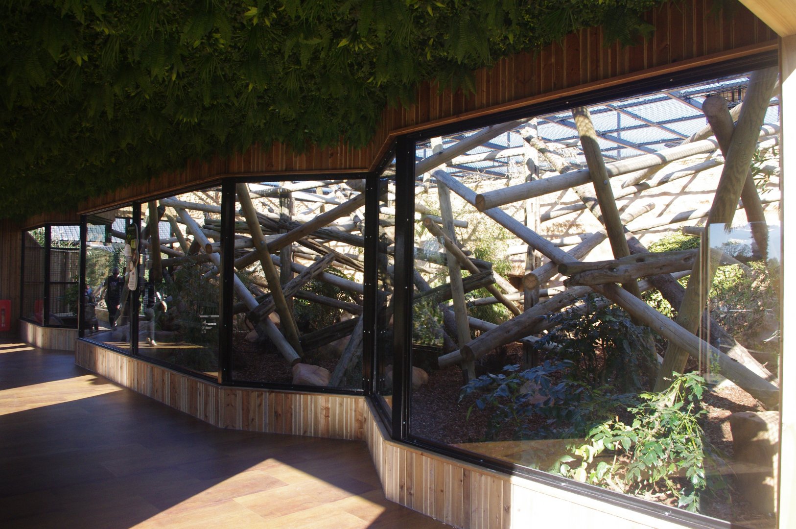 New viewing windows- Capuchin Climb- 10/4/2025