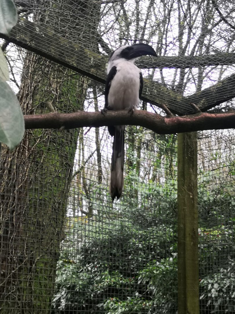 New von der decken hornbill!