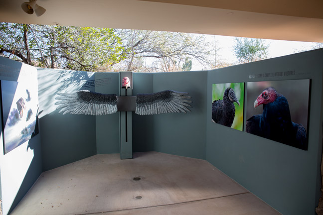 New vulture exhibit