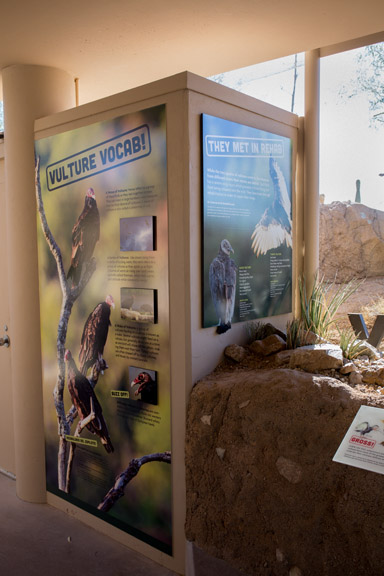 New vulture exhibit