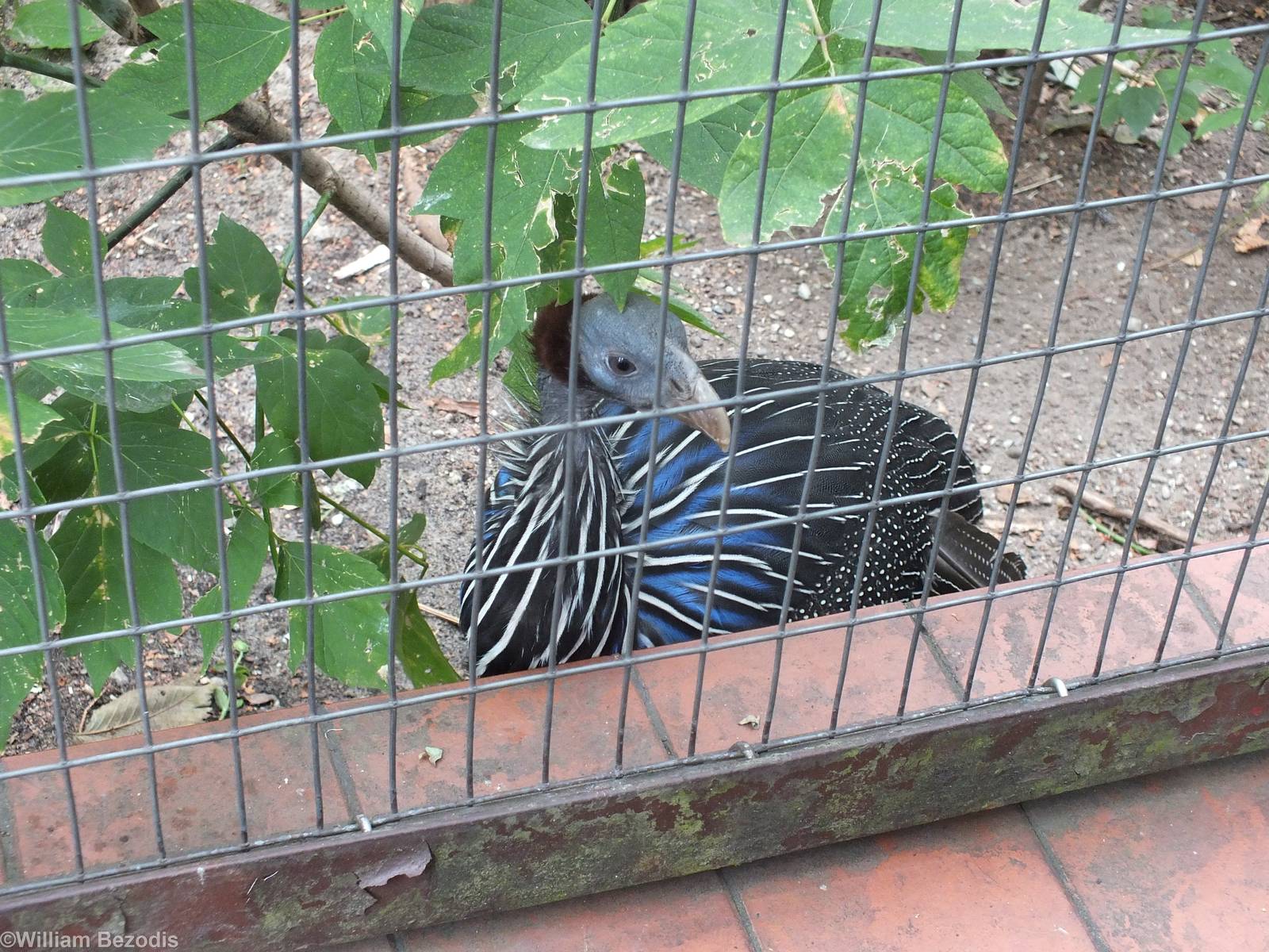 New Vulturine Guineafowl