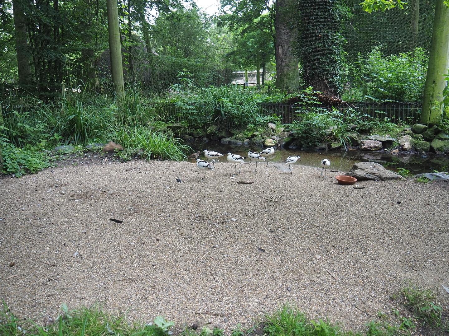 New wading bird beach at the former location of the beaver exhibit in the European aviary, 2021-07-03