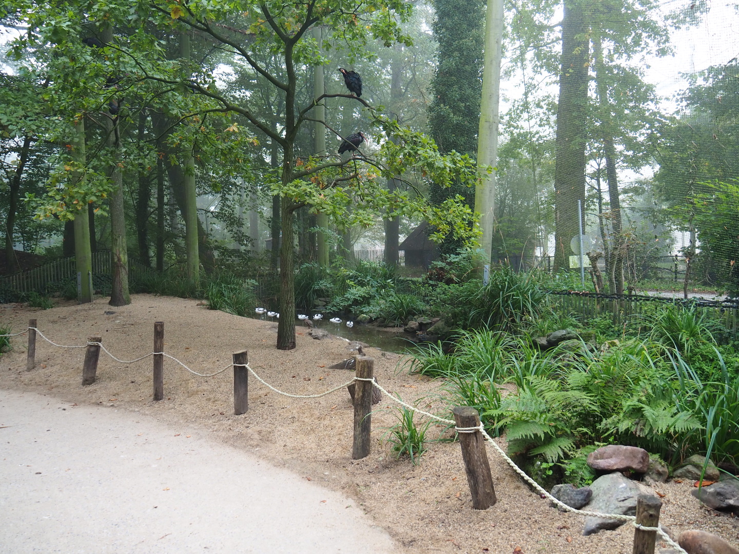 New wading bird beach at the former location of the beaver exhibit in the European aviary, 2021-10-10