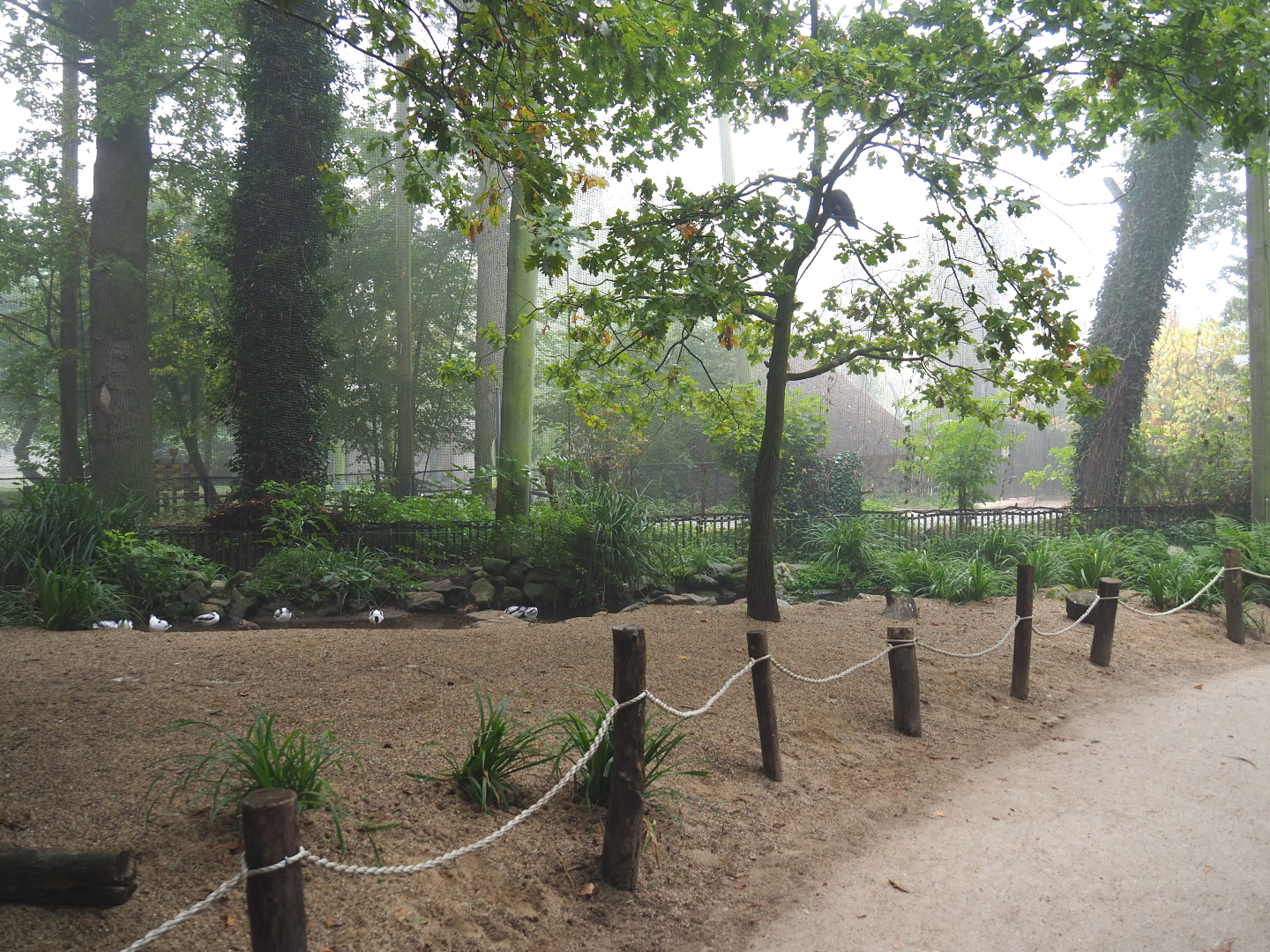 New wading bird beach at the former location of the beaver exhibit in the European aviary, 2021-10-10