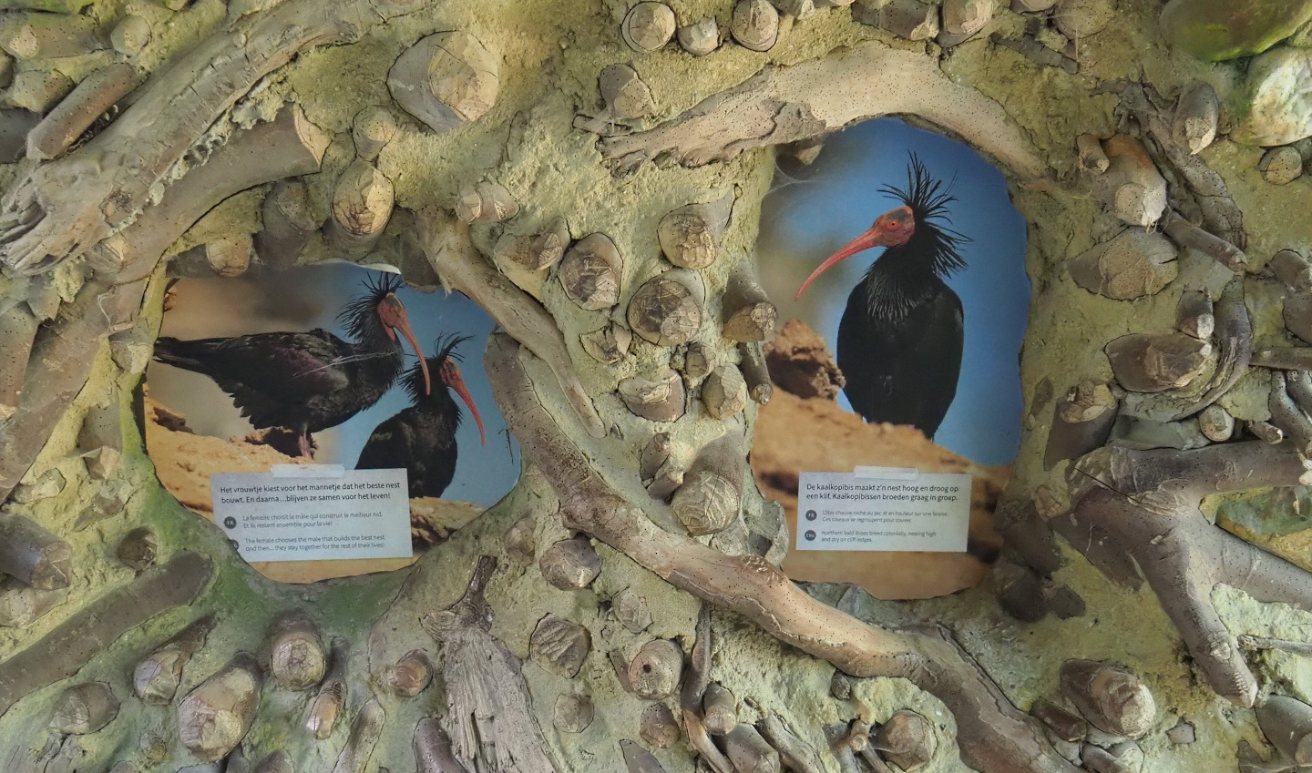 New Waldrapp educational signage, 2021-06-01