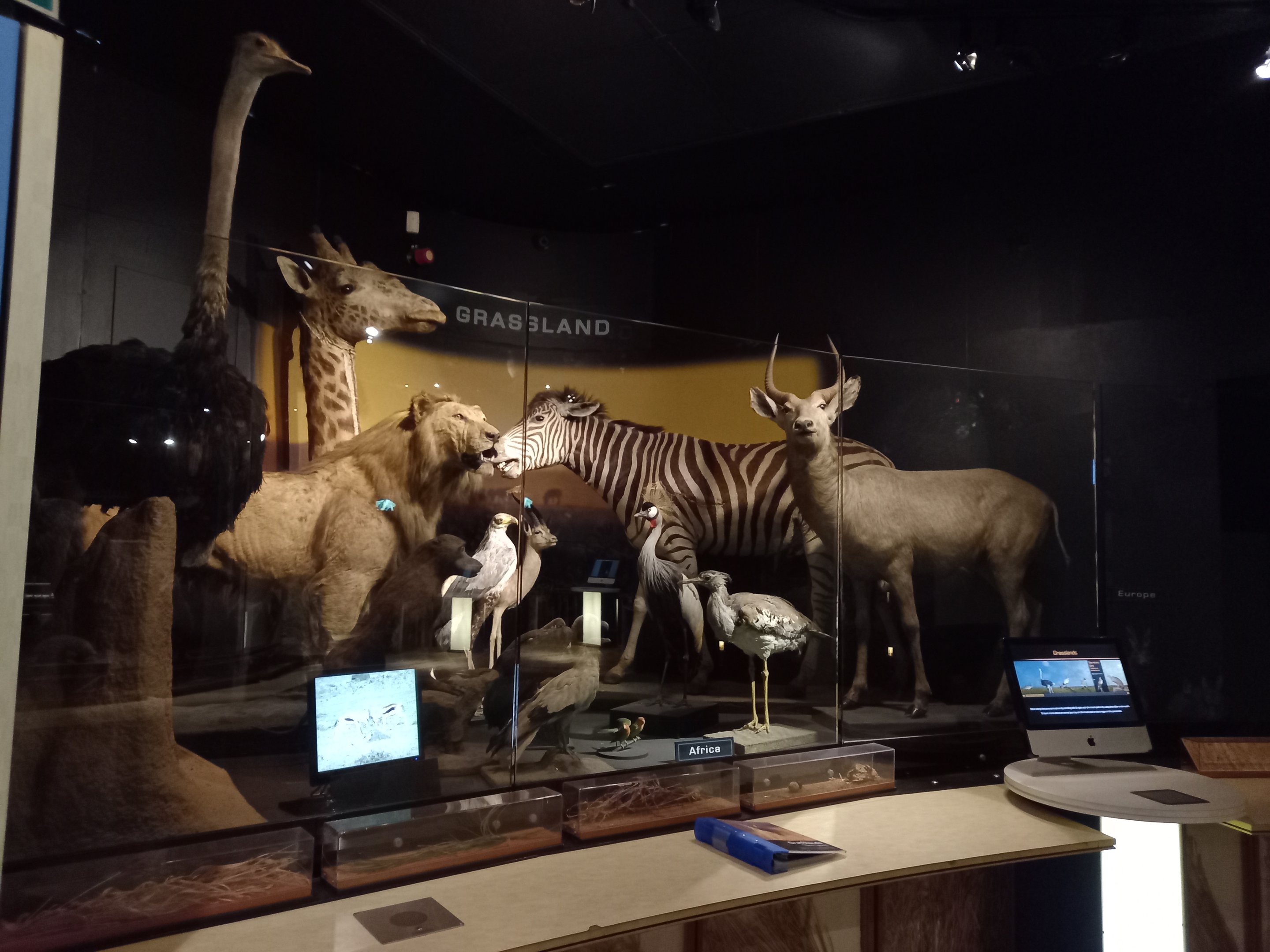 New Walk Museum and Art Gallery, Leicester