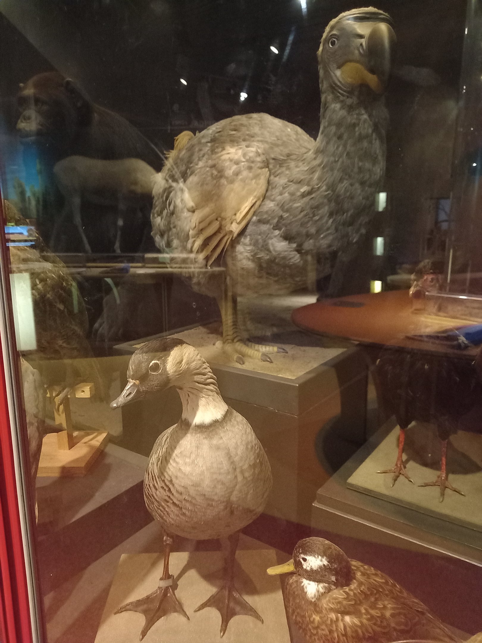 New Walk Museum and Art Gallery,  Leicester