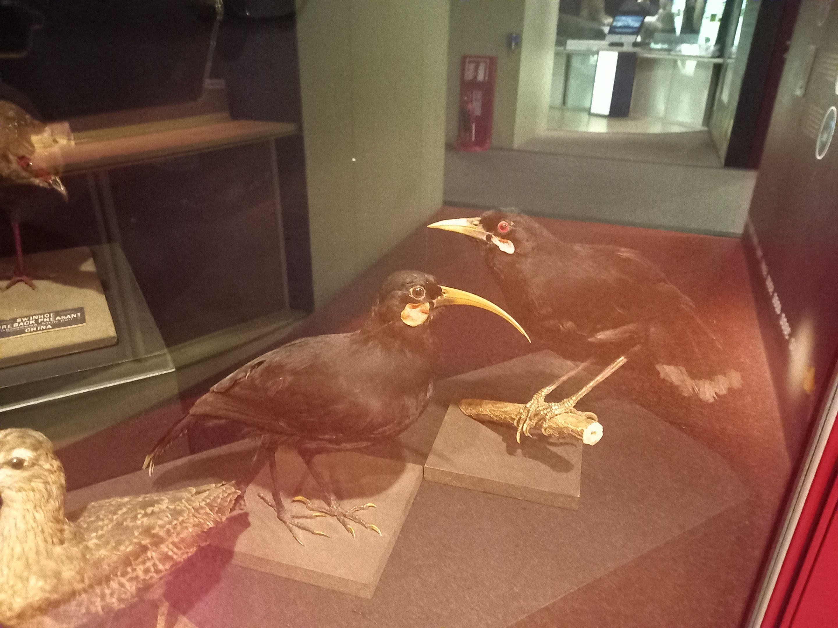 New Walk Museum and Art Gallery,  Leicester