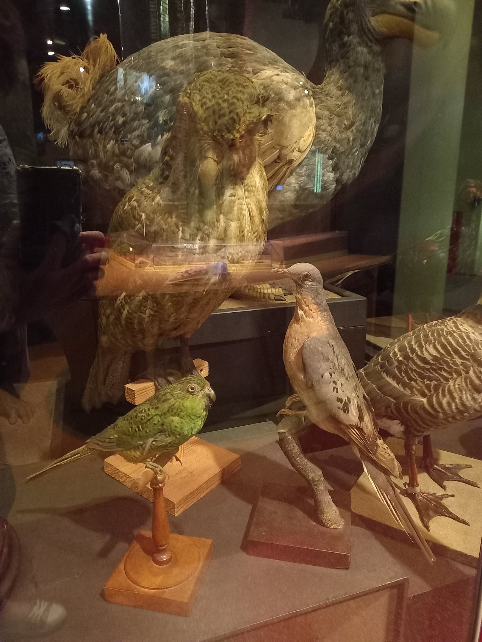 New Walk Museum and Art Gallery,  Leicester