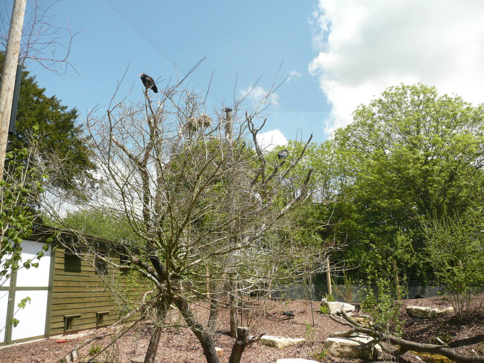 New Walk-through Aviary