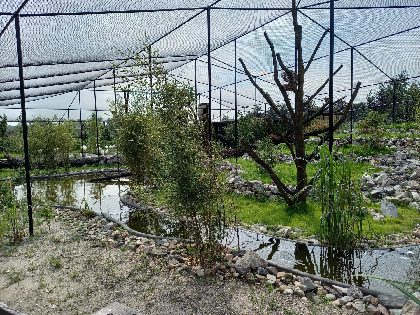 New Walk-through Flamingo - Wader aviary