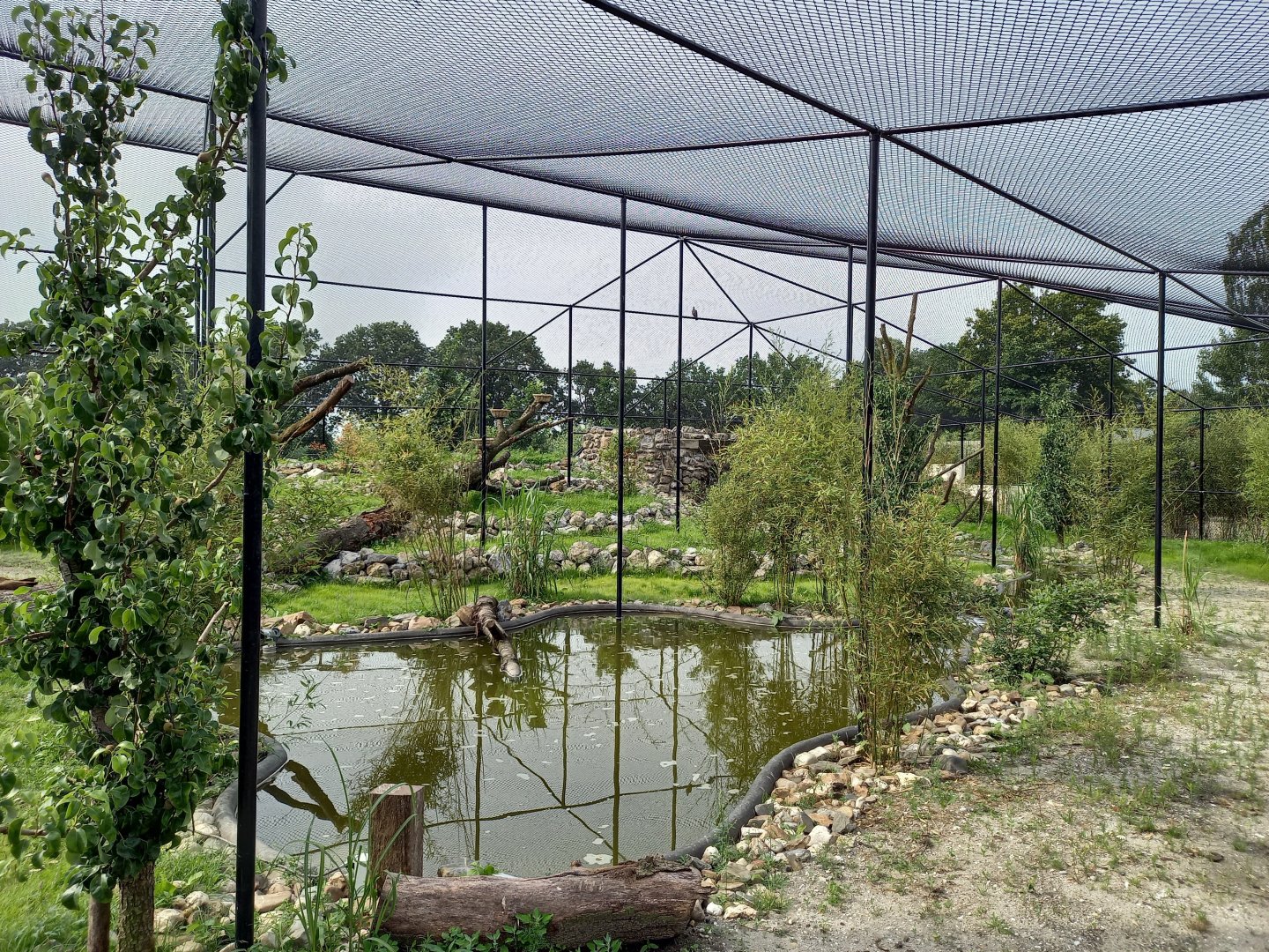 New Walk-through Flamingo - Wader aviary