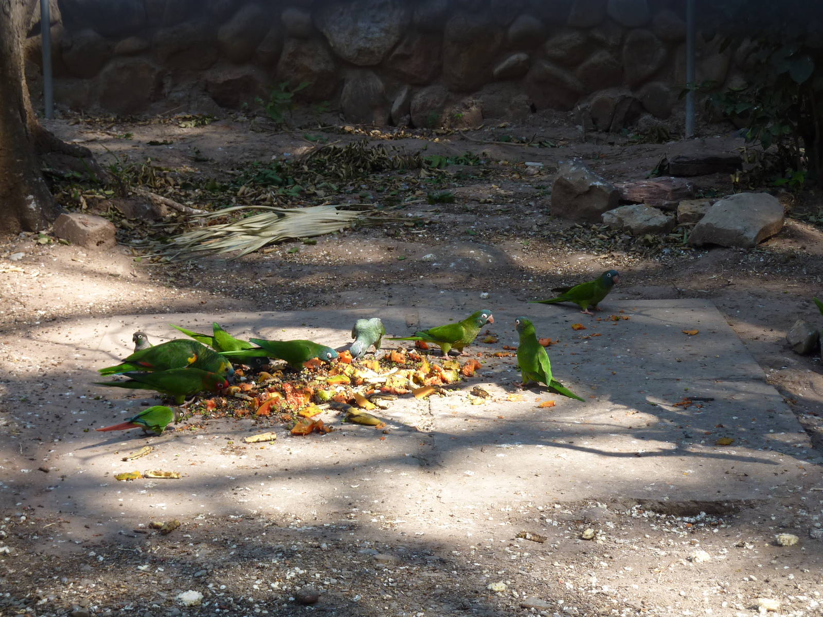 New walkthrough aviary