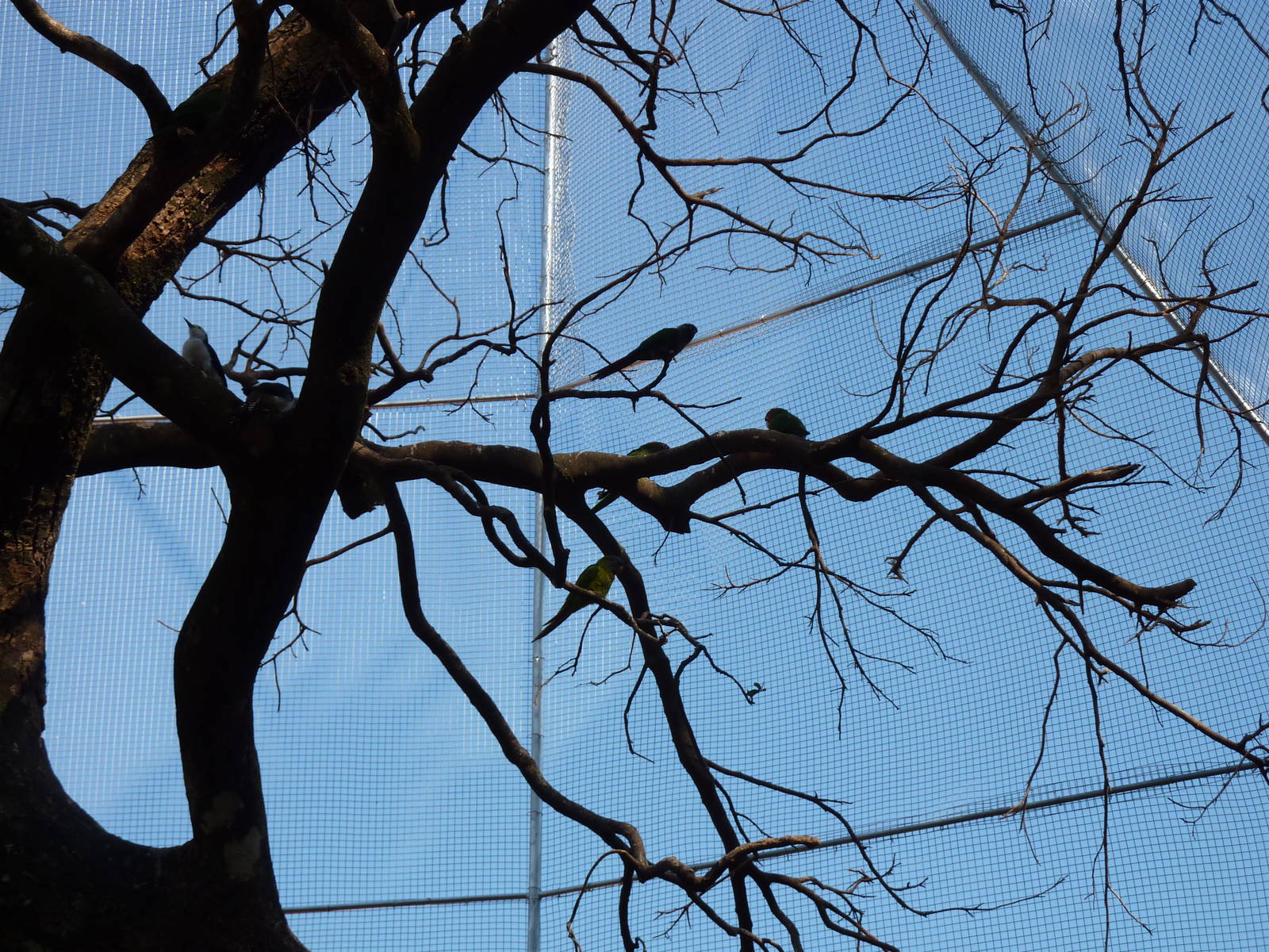 New walkthrough aviary