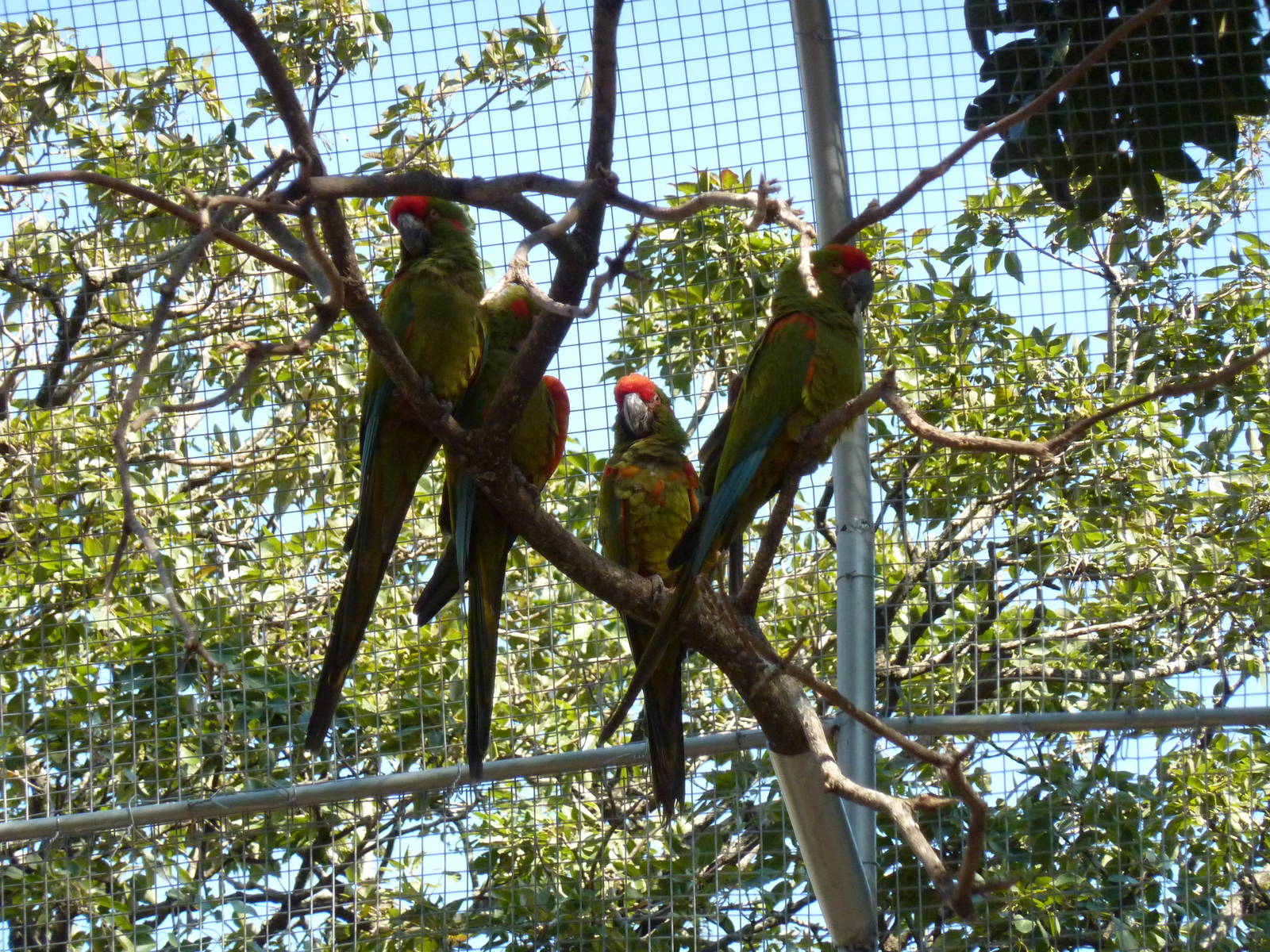 New walkthrough aviary