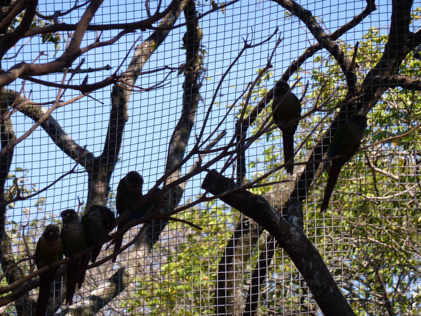 New walkthrough aviary