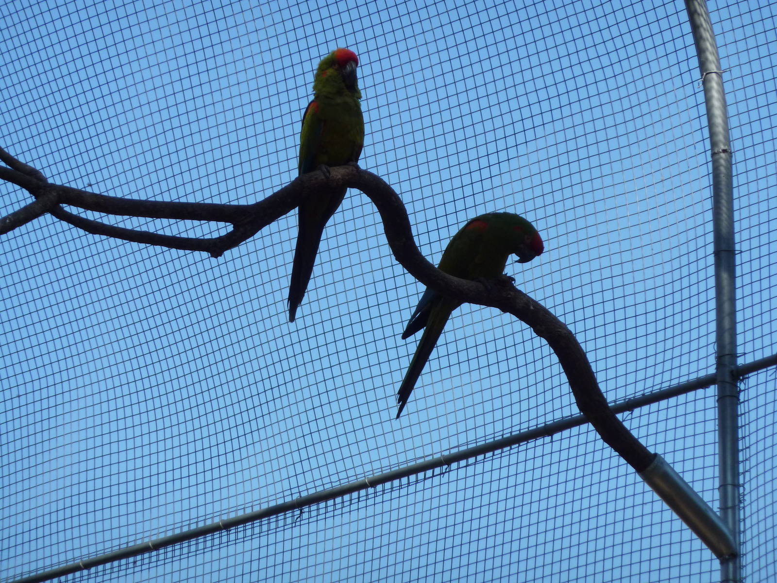 New walkthrough aviary