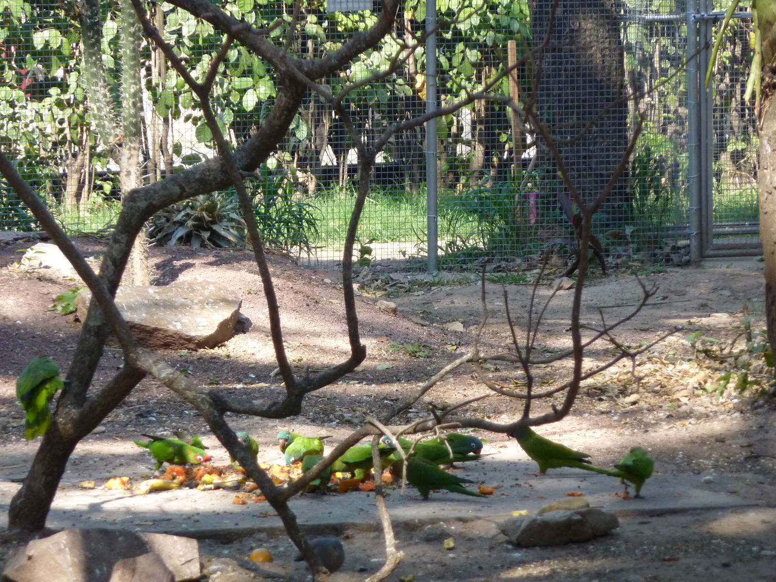 New walkthrough aviary