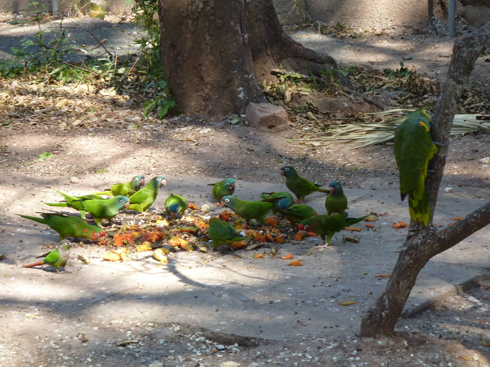 New walkthrough aviary