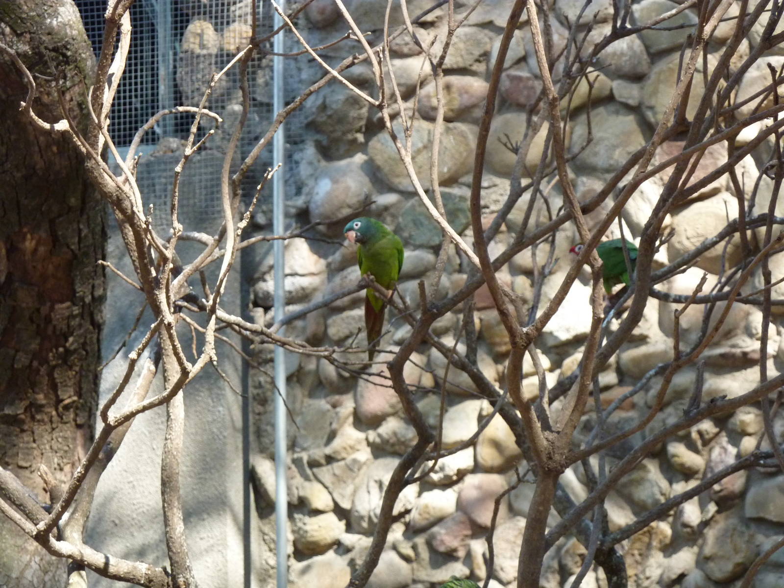 New walkthrough aviary