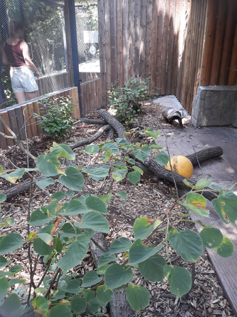 New walktrough aviary - Badger exhibit