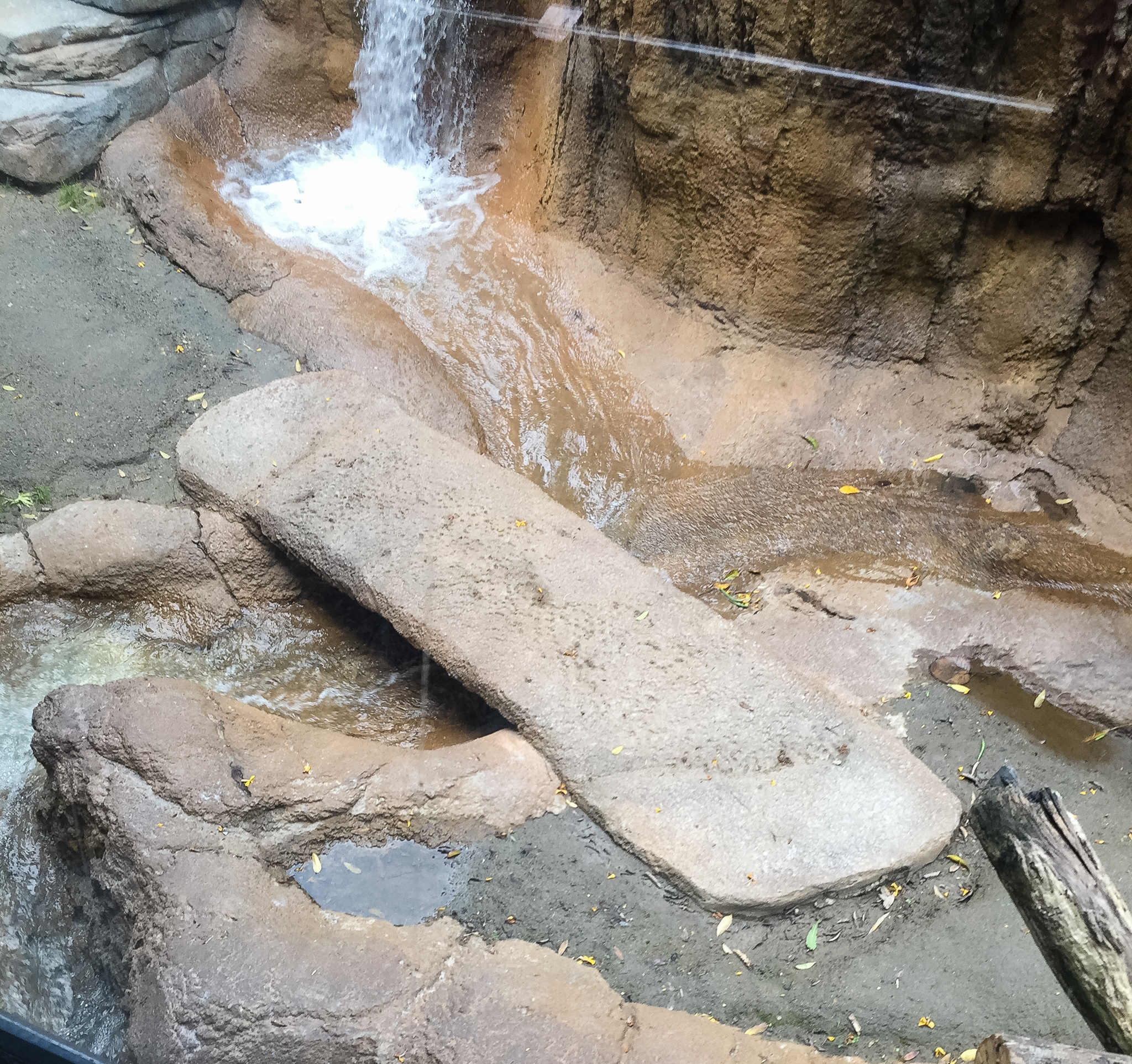 New walkways over the water ways for the keepers-bonobo exhibit