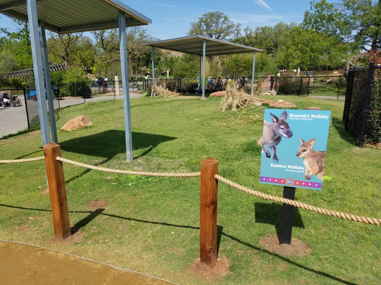 New Wallaby Walkabout at Oklahoma City Zoo