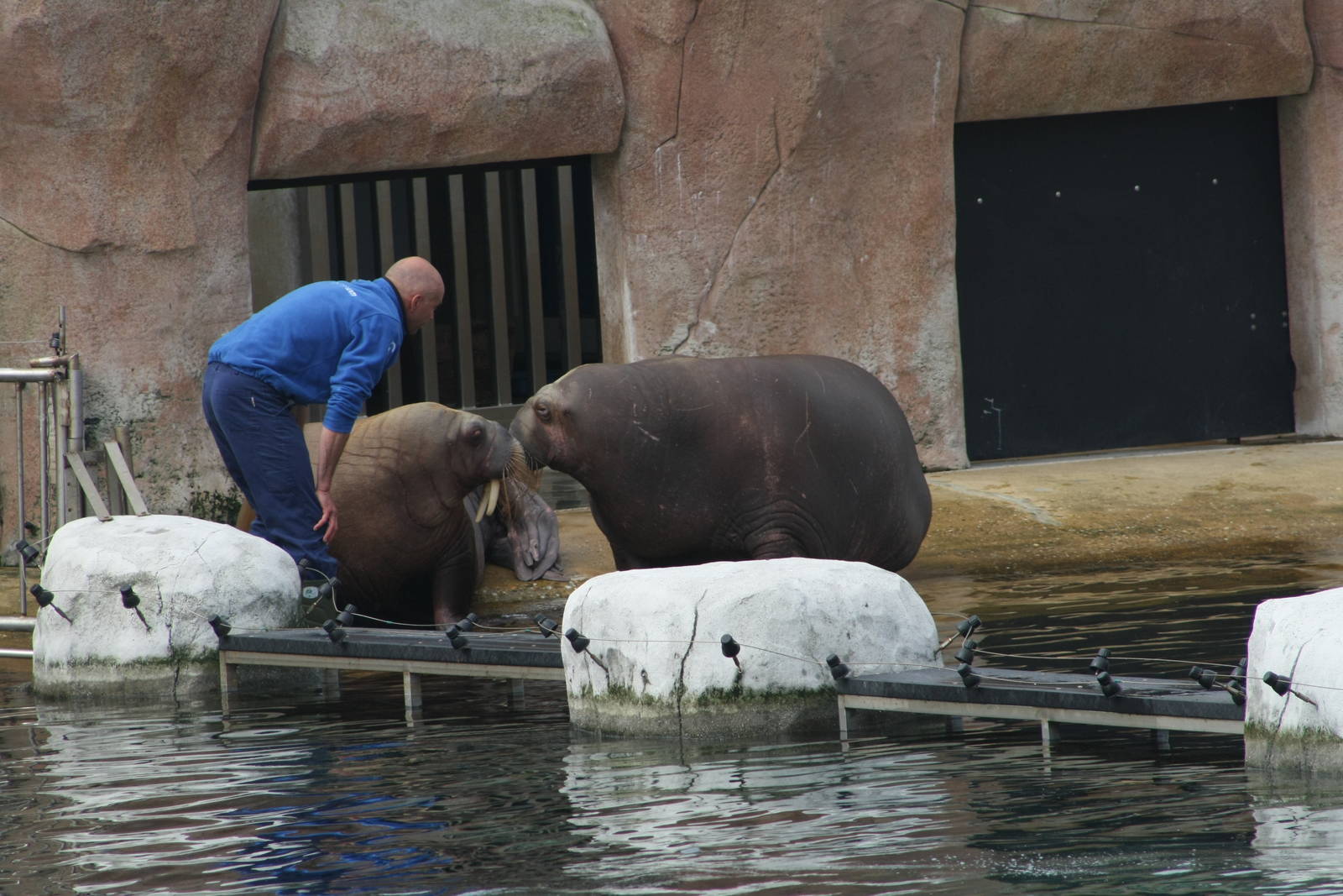 New Walrus Olivia Meeting Raisa