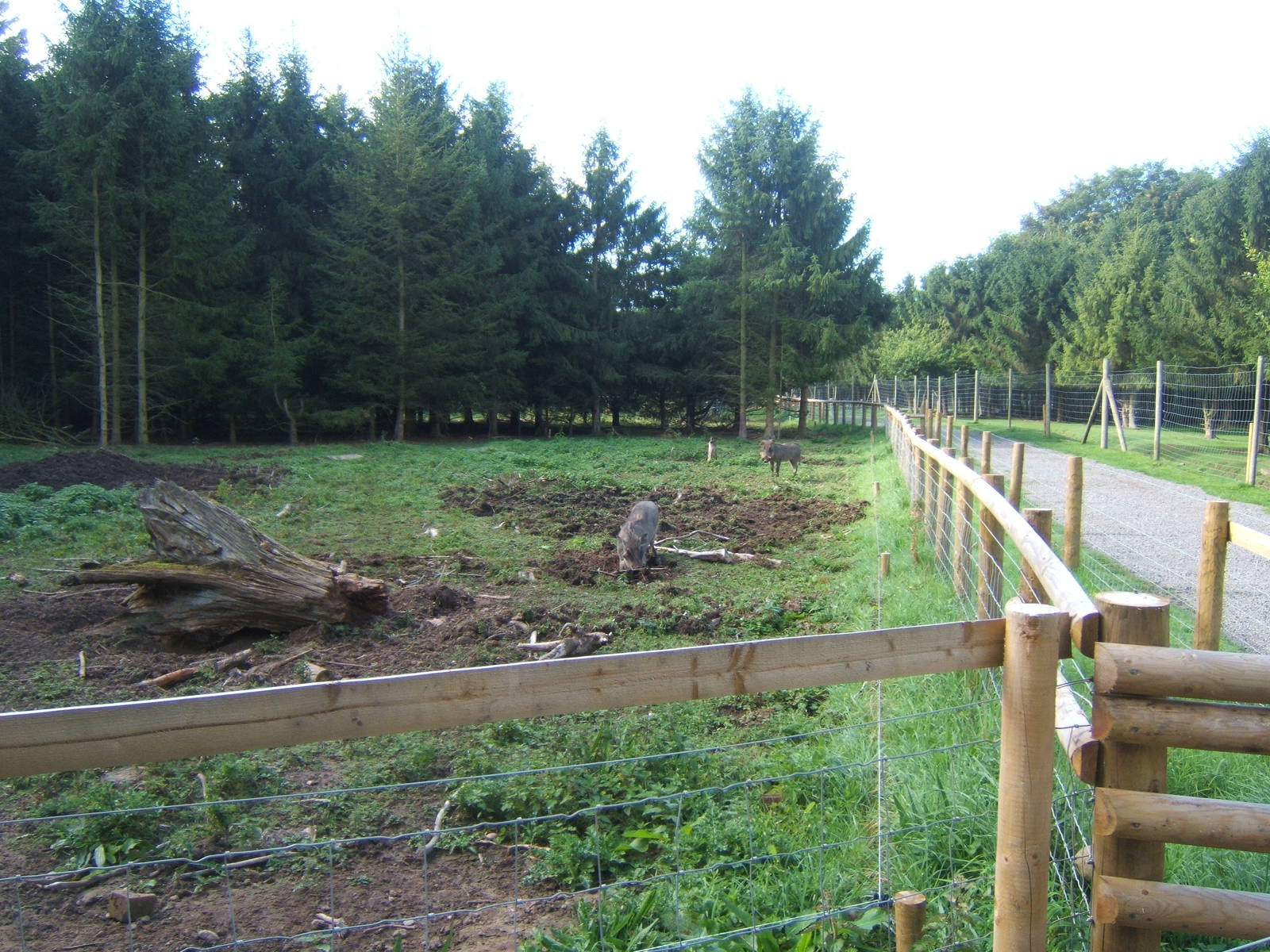 New Warthog enclosure