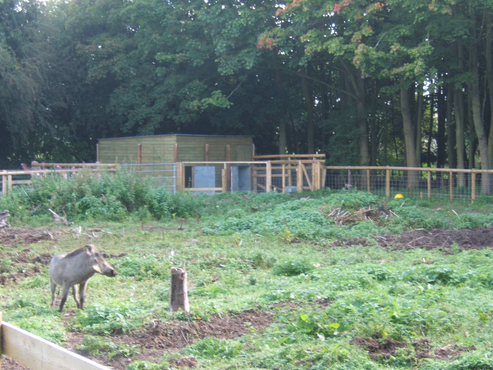 New Warthog enclosure